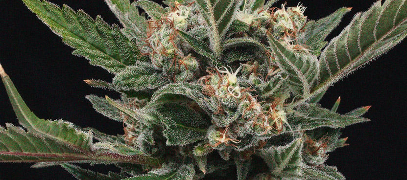 The Importance Of Pistils To Cannabis Growers