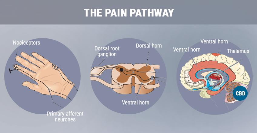 CBD PAIN CBD PAIN