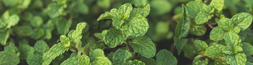 Companion Plants for Cannabis Companion Plants for Cannabis