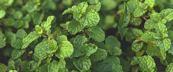 Companion Plants for Cannabis Companion Plants for Cannabis