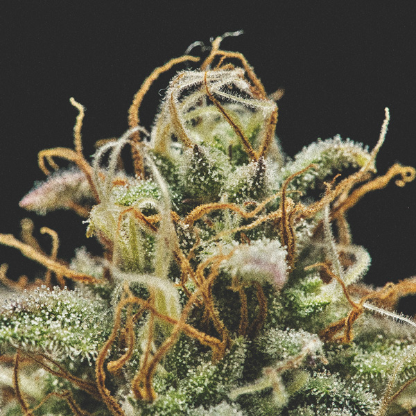 Pistils Pistils