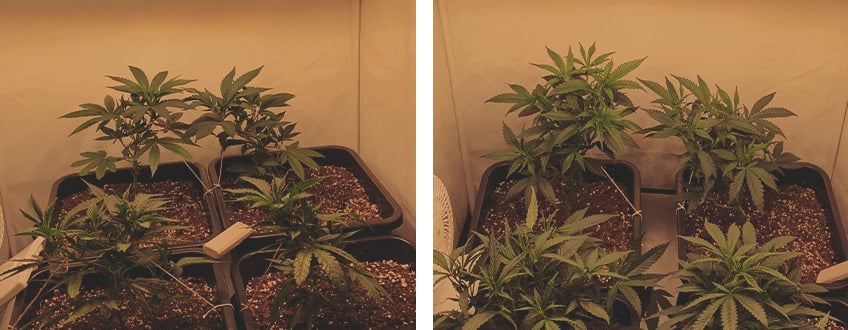Power Flower Power Flower