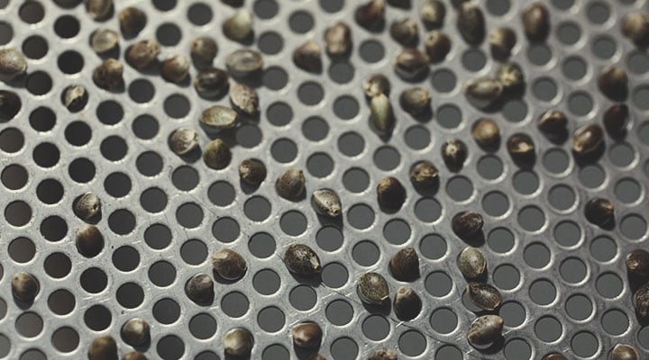Η Διαδικασία Ποιοτικού Ελέγχου της Royal Queen Seeds: Βήμα προς Βήμα Η Διαδικασία Ποιοτικού Ελέγχου της Royal Queen Seeds: Βήμα προς Βήμα