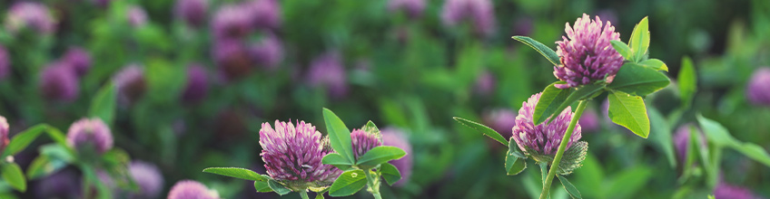 Companion Plants for Cannabis Companion Plants for Cannabis