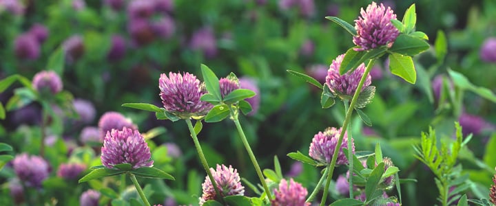 Companion Plants for Cannabis Companion Plants for Cannabis