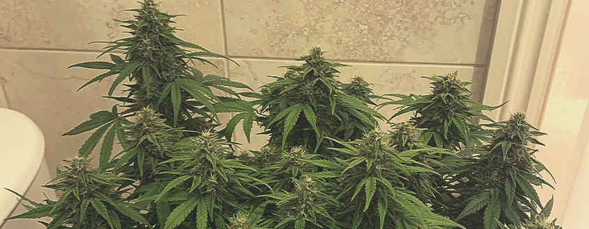Royal Gorilla Auto