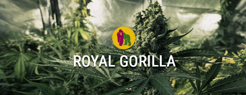 Royal Gorilla
