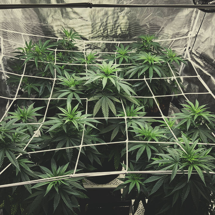 HOW TO SCROG: MAJOR CONSIDERATIONS