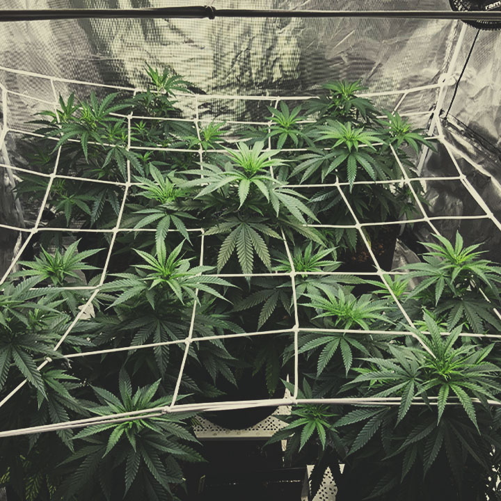 HOW TO SCROG: MAJOR CONSIDERATIONS HOW TO SCROG: MAJOR CONSIDERATIONS