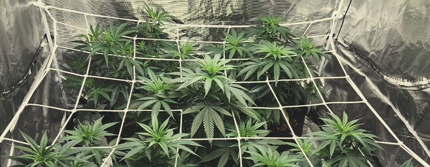 HOW TO SCROG: MAJOR CONSIDERATIONS HOW TO SCROG: MAJOR CONSIDERATIONS