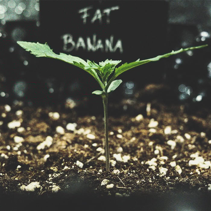 How to Prevent and Fix Stretching in Cannabis Seedlings How to Prevent and Fix Stretching in Cannabis Seedlings