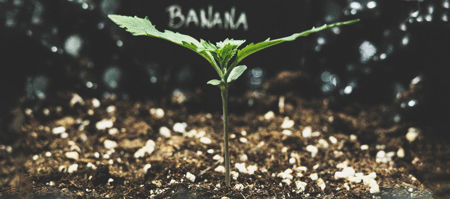 How to Prevent and Fix Stretching in Cannabis Seedlings How to Prevent and Fix Stretching in Cannabis Seedlings