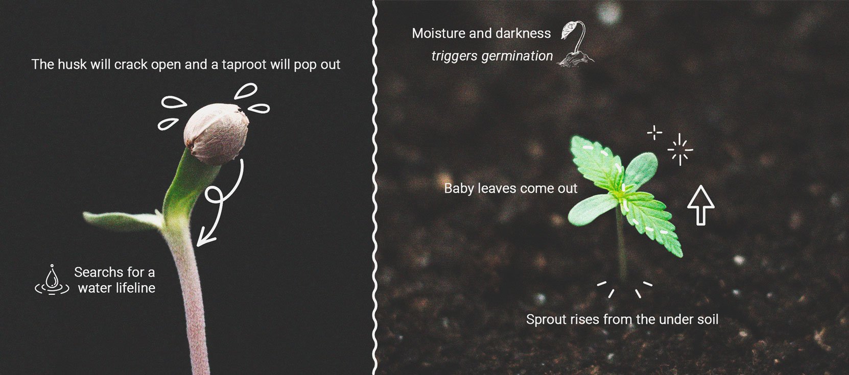 How to Prevent and Fix Stretching in Cannabis Seedlings How to Prevent and Fix Stretching in Cannabis Seedlings