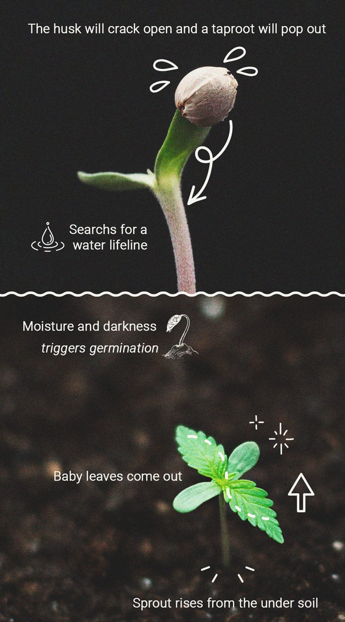 How to Prevent and Fix Stretching in Cannabis Seedlings How to Prevent and Fix Stretching in Cannabis Seedlings