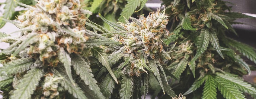 Shining Silver Haze Shining Silver Haze