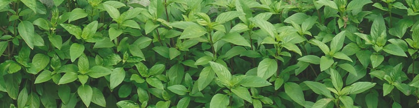 Companion Plants for Cannabis Companion Plants for Cannabis