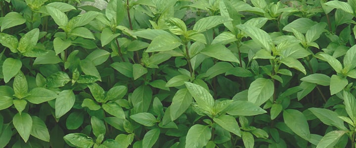 Companion Plants for Cannabis Companion Plants for Cannabis