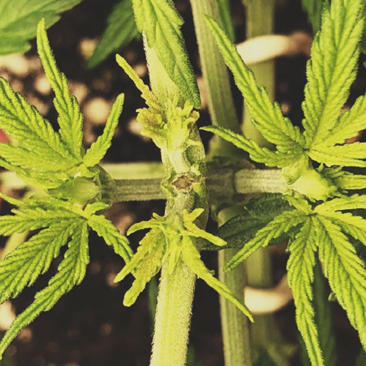 HOW TO SCROG: PROCEDURE HOW TO SCROG: PROCEDURE