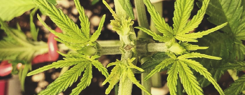 HOW TO SCROG: PROCEDURE HOW TO SCROG: PROCEDURE