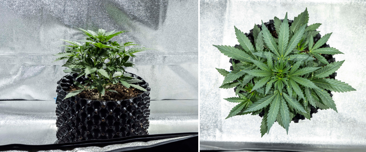 Φυτό κάνναβης North Thunderfuck την εβδομάδα 2 σε πρώιμο στάδιο βλαστικής ανάπτυξης με περισσότερα φύλλα βεντάλιας και ισχυρότερο ριζικό σύστημα σε χώμα κάτω από φως LED