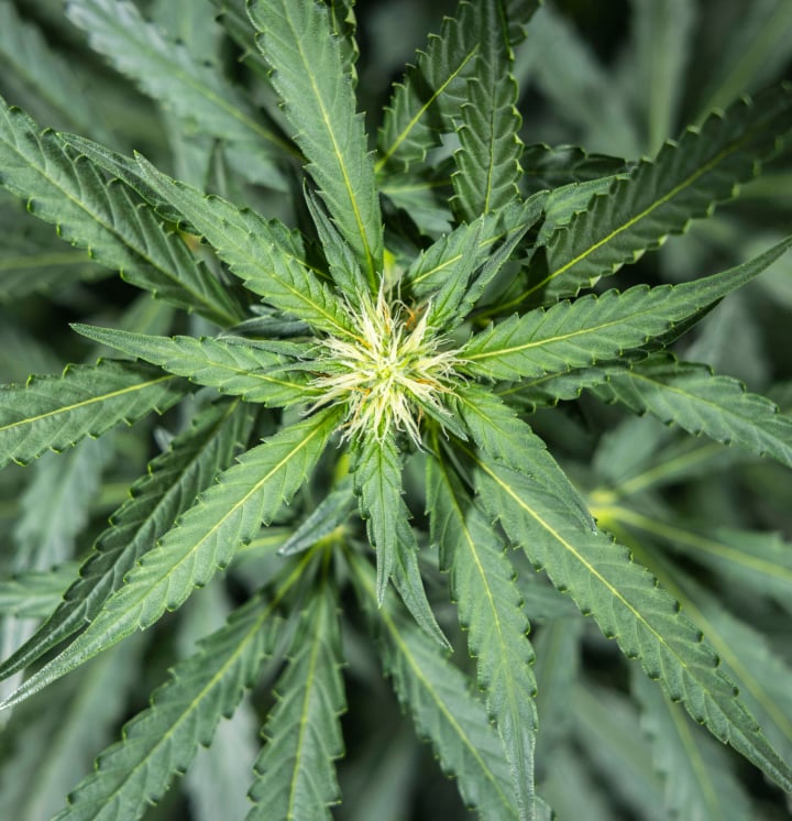 Φυτό κάνναβης North Thunderfuck την εβδομάδα 5 της πρώιμης ανθοφορίας με φρέσκα λευκά ύπερα να σχηματίζονται στα σημεία άνθους και υγιή φύλλα βεντάλιας κάτω από φως LED