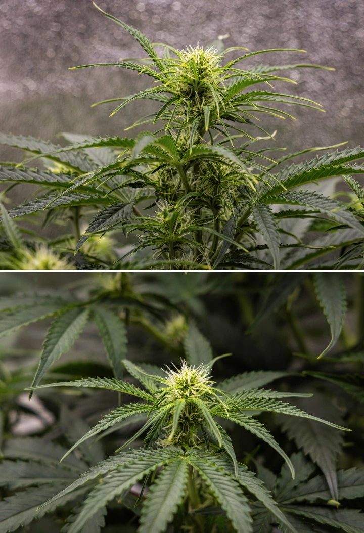 Αναφορά καλλιέργειας Gaia F1 – Εβδομάδα 5 ανάπτυξη στην ανθοφορία Φυτό κάνναβης Gaia F1 στην 5η εβδομάδα που αναπτύσσεται στο χώμα με υγιή ανάπτυξη στην ανθοφορία σε εσωτερικό χώρο