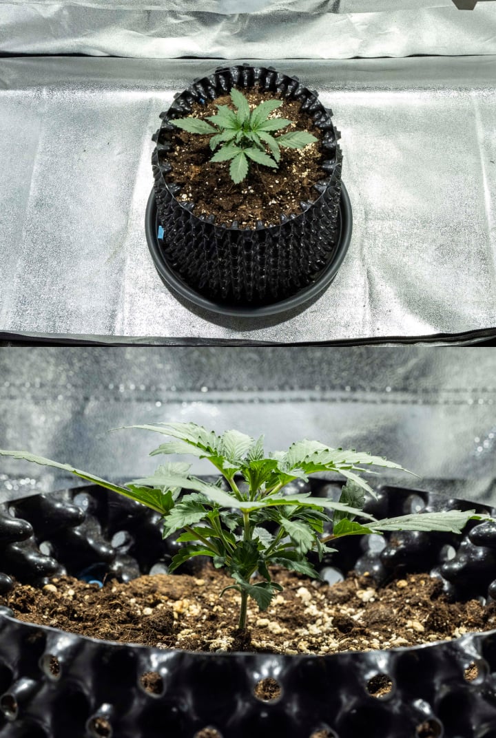 Σπορόφυτο κάνναβης North Thunderfuck την εβδομάδα 1 με τα πρώτα αληθινά φύλλα και υγιή πρώιμη ανάπτυξη σε χώμα κάτω από φως LED
