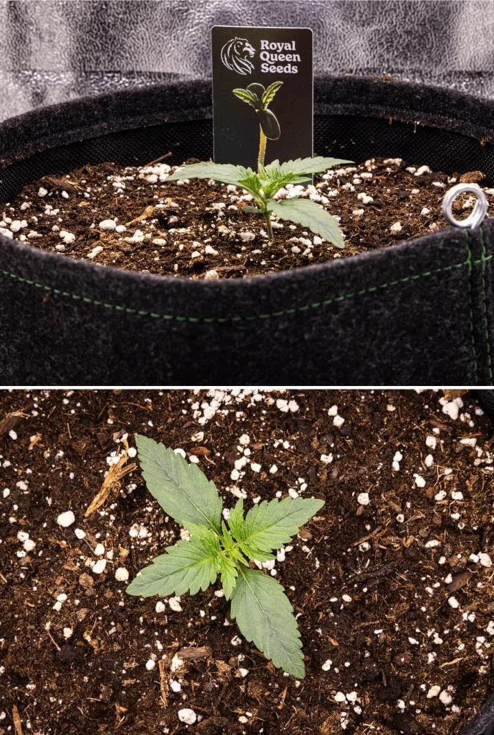 Αναφορά καλλιέργειας Gaia F1 – Εβδομάδα 1 στάδιο σποροφύτου Σπορόφυτο κάνναβης Gaia F1 στην εβδομάδα 1 που αναπτύσσεται στο χώμα, με τα πρώτα αληθινά φύλλα να εμφανίζονται και συμπαγή πρώιμη δομή σε συνθήκες εσωτερικού χώρου