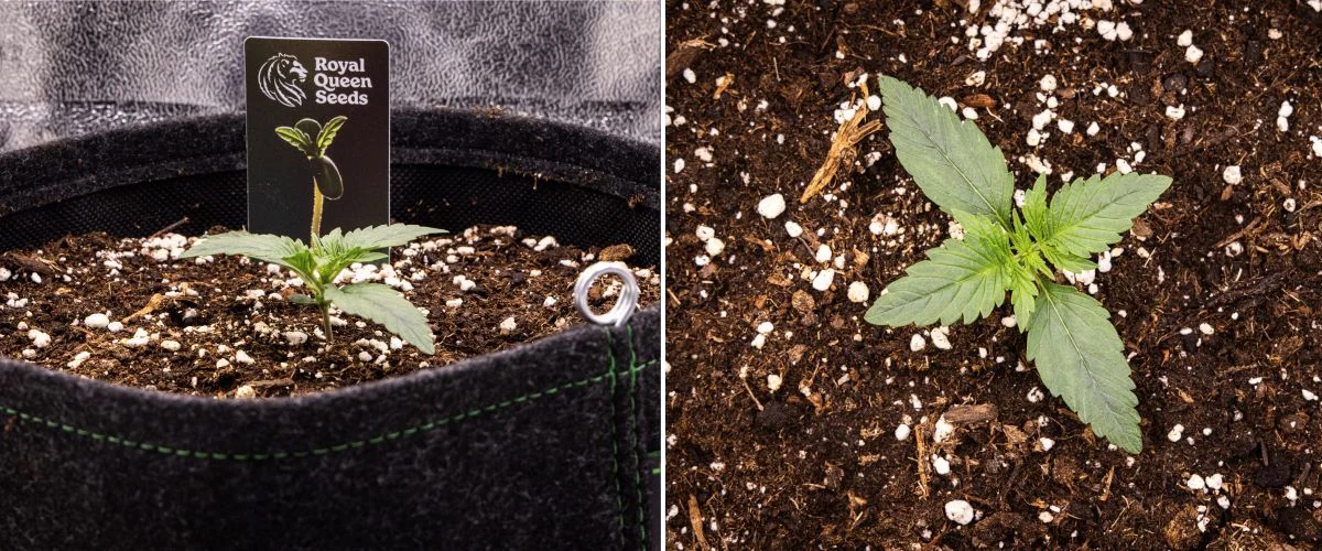 Αναφορά καλλιέργειας Gaia F1 – Εβδομάδα 1 στάδιο σποροφύτου Σπορόφυτο κάνναβης Gaia F1 στην εβδομάδα 1 που αναπτύσσεται στο χώμα, με τα πρώτα αληθινά φύλλα να εμφανίζονται και συμπαγή πρώιμη δομή σε συνθήκες εσωτερικού χώρου