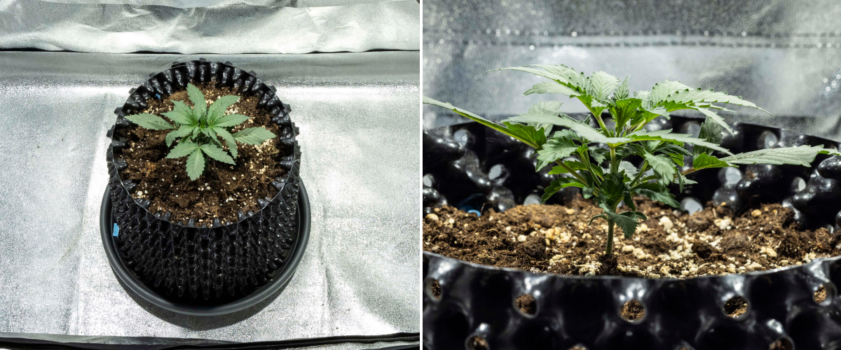 Σπορόφυτο κάνναβης North Thunderfuck την εβδομάδα 1 με τα πρώτα αληθινά φύλλα και υγιή πρώιμη ανάπτυξη σε χώμα κάτω από φως LED