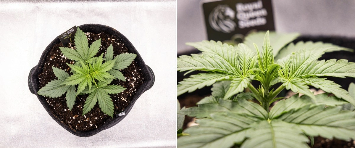 Αναφορά καλλιέργειας Gaia F1 – Εβδομάδα 2 πρώιμη βλαστική ανάπτυξη Φυτό κάνναβης Gaia F1 στη 2η εβδομάδα που αναπτύσσεται στο χώμα με υγιή πρώιμη βλαστική ανάπτυξη σε εσωτερικό χώρο