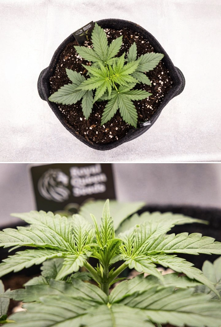 Αναφορά καλλιέργειας Gaia F1 – Εβδομάδα 2 πρώιμη βλαστική ανάπτυξη Φυτό κάνναβης Gaia F1 στη 2η εβδομάδα που αναπτύσσεται στο χώμα με υγιή πρώιμη βλαστική ανάπτυξη σε εσωτερικό χώρο