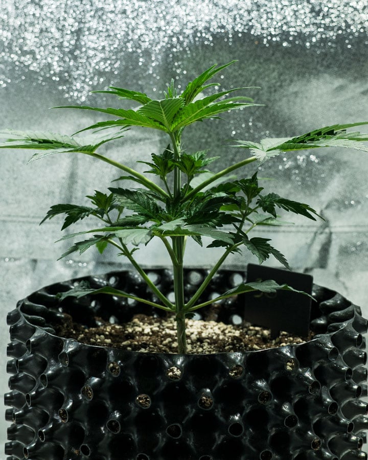 Triple G Grow Report Triple G Grow Report