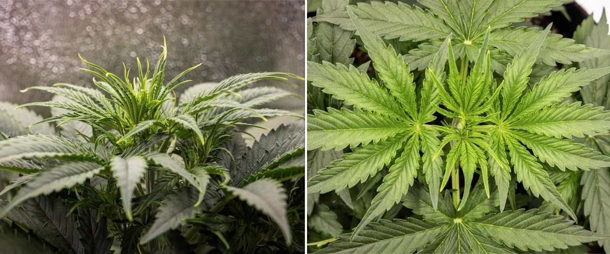 Αναφορά καλλιέργειας Gaia F1 – Εβδομάδα 3 βλαστική ανάπτυξη Φυτό κάνναβης Gaia F1 στην 3η εβδομάδα που αναπτύσσεται στο χώμα με υγιή βλαστική ανάπτυξη σε εσωτερικό χώρο