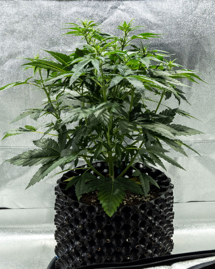 Triple G Grow Report Triple G Grow Report