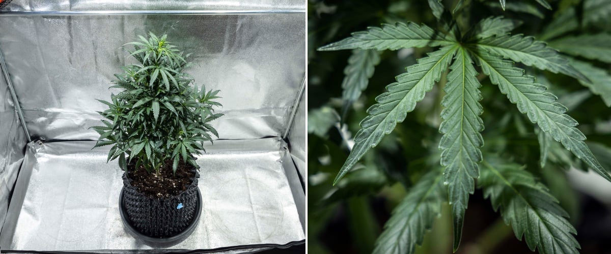 Φυτό κάνναβης North Thunderfuck την εβδομάδα 4 της βλαστικής ανάπτυξης με πιο γεμάτη κόμη, ισχυρή διακλάδωση και υγιή φύλλα βεντάλιας που αναπτύσσονται σε χώμα κάτω από φως LED