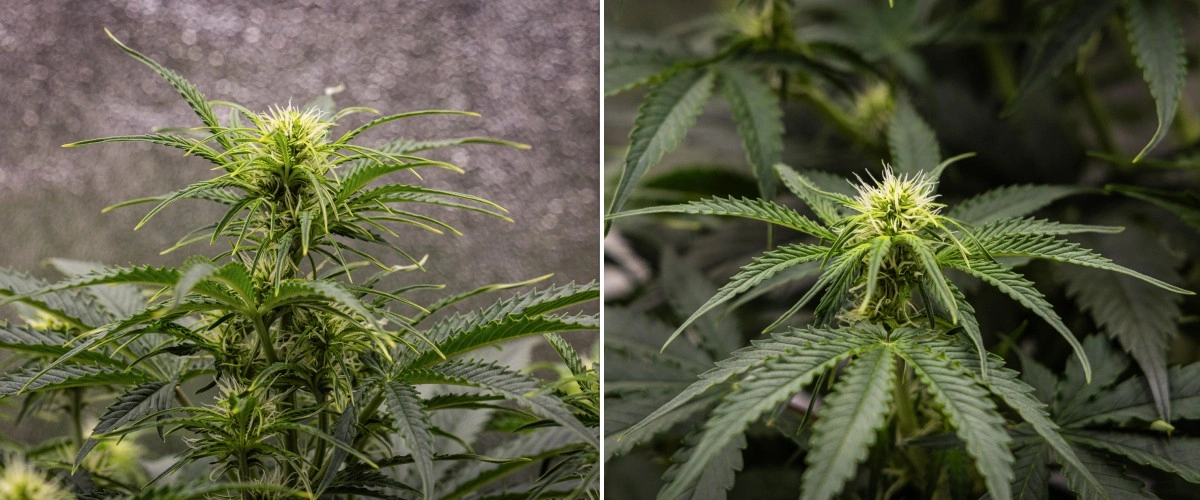 Αναφορά καλλιέργειας Gaia F1 – Εβδομάδα 5 ανάπτυξη στην ανθοφορία Φυτό κάνναβης Gaia F1 στην 5η εβδομάδα που αναπτύσσεται στο χώμα με υγιή ανάπτυξη στην ανθοφορία σε εσωτερικό χώρο