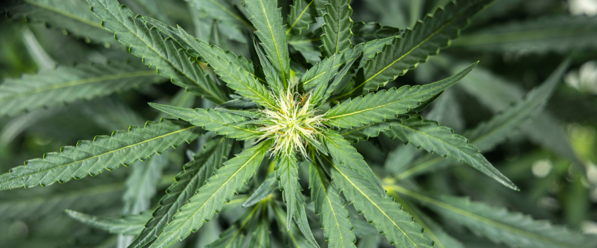 Φυτό κάνναβης North Thunderfuck την εβδομάδα 5 της πρώιμης ανθοφορίας με φρέσκα λευκά ύπερα να σχηματίζονται στα σημεία άνθους και υγιή φύλλα βεντάλιας κάτω από φως LED