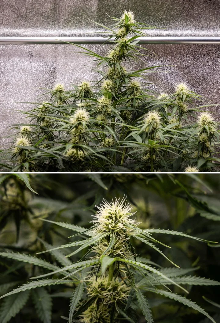 Αναφορά καλλιέργειας Gaia F1 – Εβδομάδα 6 μέση της ανθοφορίας Φυτό κάνναβης Gaia F1 στην 6η εβδομάδα που αναπτύσσεται στο χώμα με υγιή ανάπτυξη στο μέσο της ανθοφορίας σε εσωτερικό χώρο