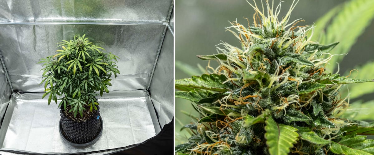Φυτό κάνναβης North Thunderfuck κατά τις εβδομάδες 7–8 της ανθοφορίας με αναπτυσσόμενα μπουμπούκια, πυκνές συστάδες ύπερων και αυξανόμενη παραγωγή ρητίνης κάτω από φως LED