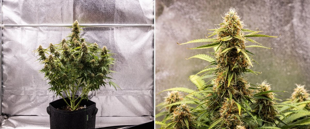 Αναφορά καλλιέργειας Gaia F1 – Εβδομάδα 8 ωρίμανση των ανθών Φυτό κάνναβης Gaia F1 στην 8η εβδομάδα που αναπτύσσεται στο χώμα με υγιή άνθη που ωριμάζουν σε εσωτερικό χώρο