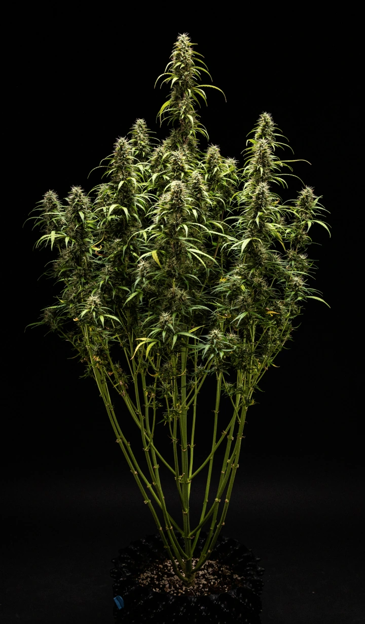 Αναφορά Καλλιέργειας GOAT'lato Auto – Εβδομάδα 9 Προετοιμασία Συγκομιδής Φυτό κάνναβης GOAT'lato Auto την εβδομάδα 9 με κυρίως γαλακτώδη και μερικά κεχριμπαρένια τριχώματα, σφιχτά άνθη και έντονο άρωμα λίγο πριν τη συγκομιδή