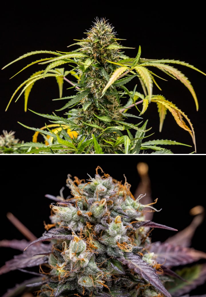 Φυτό κάνναβης North Thunderfuck κατά τις εβδομάδες 9–10 της ανθοφορίας με πλήρως ανεπτυγμένα άνθη, σκουρόχρωμα πιστίλια, έντονη παραγωγή ρητίνης και σημάδια ετοιμότητας για συγκομιδή κάτω από φως LED