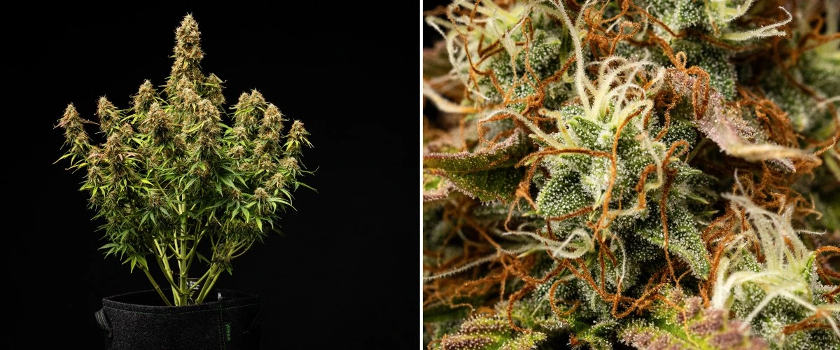 Αναφορά καλλιέργειας Gaia F1 – Εβδομάδες 9-10 έτοιμο για συγκομιδή Φυτό κάνναβης Gaia F1 στις εβδομάδες 9-10 που αναπτύσσεται στο χώμα με ώριμα άνθη έτοιμα για συγκομιδή σε εσωτερικό χώρο