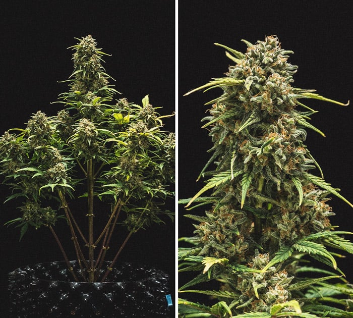 Sweet Skunk Automatic Grow Report