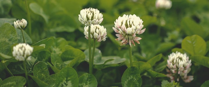 Companion Plants for Cannabis Companion Plants for Cannabis