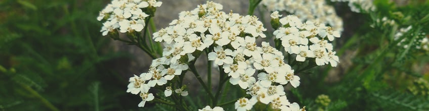 Companion Plants for Cannabis Companion Plants for Cannabis