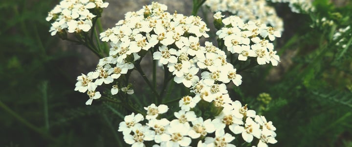 Companion Plants for Cannabis Companion Plants for Cannabis