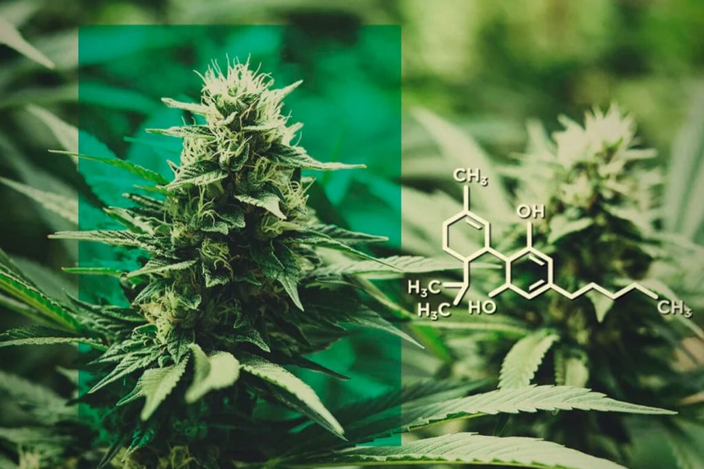 Άνθος CBD: Λάβετε CBD Χωρίς THC