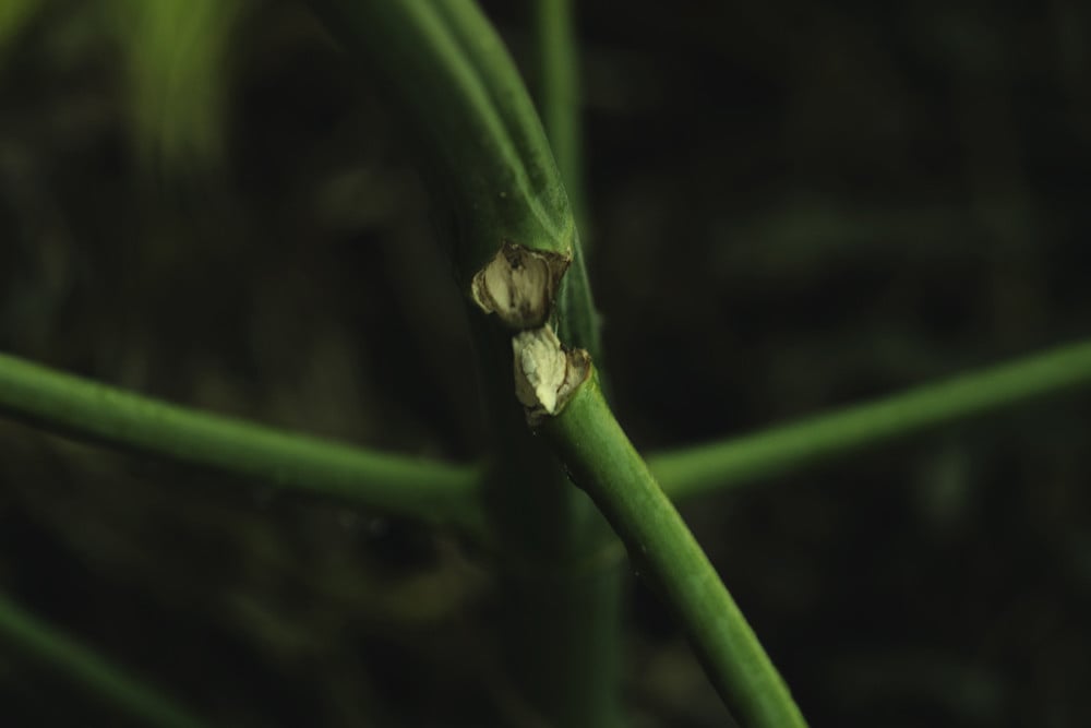 Πώς να Φτιάξετε τα Σπασμένα και Ραγισμένα Κλαδιά Κάνναβης